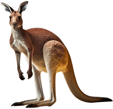 Kangaroo with . png