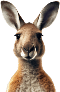 Kangaroo with . png