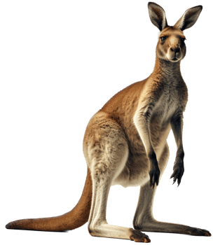 Kangaroo with . png