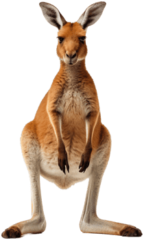Kangaroo with . png