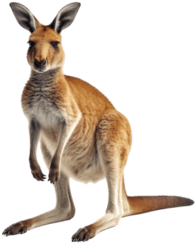 Kangaroo with . png