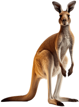 Kangaroo with . png