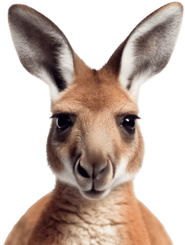 Kangaroo with . png