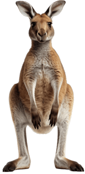 Kangaroo with . png