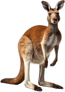 Kangaroo with . png
