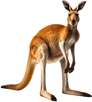 Kangaroo with . png
