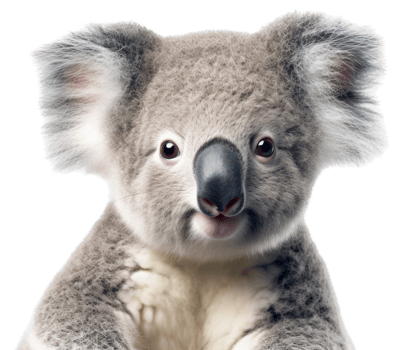 Koala with . png