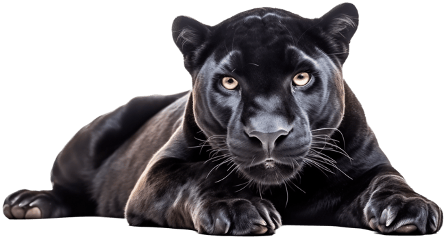 Panther with . png