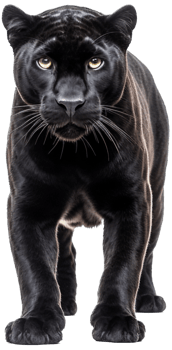 Panther with . png
