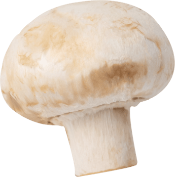 cremini mushroom cut out on transparent background. png