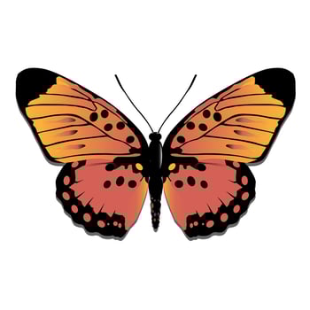 Boisduvali Butterfly from Peru South America vector
