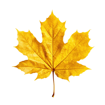 Yellow maple leaf isolated on transparent background, created with png