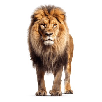 A handsome male lion isolated on a transparent background. Proud male lion png