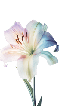 Beautiful Image of Blossom Lily Flower on Background. . png