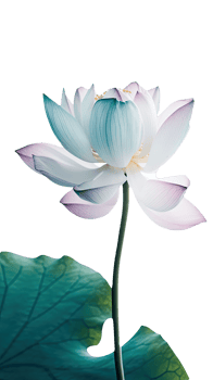 Amazing Image of Beautiful Blooming Lotus Flower with Leaves on Background. . png