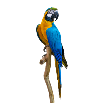 macaw parrot parakeet perching on branch Isolate on transparent background PNG file
