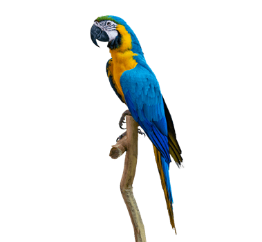 macaw parrot parakeet perching on branch Isolate on transparent background PNG file