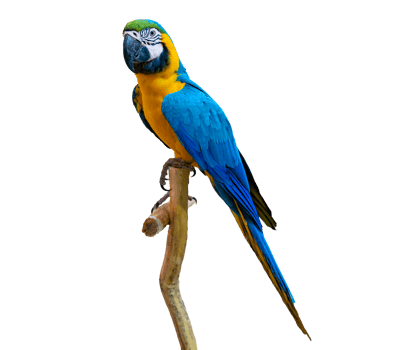 macaw parrot parakeet perching on branch Isolate on transparent background PNG file