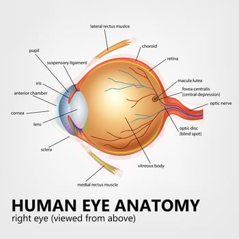 Human Eye Anatomy, Right Eye Viewed From Above, Vector Illustration