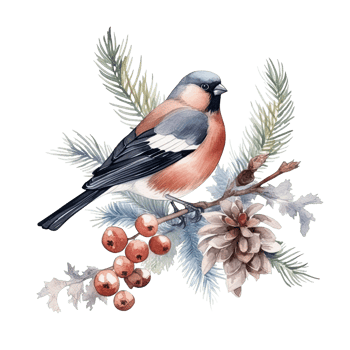 Watercolor Christmas forest branches and bullfinch. Illustration png
