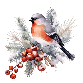 Watercolor Christmas forest branches and bullfinch. Illustration png