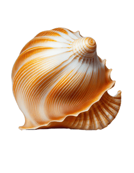 Seashell on transparent background, created with png