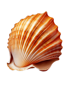 Seashell on transparent background, created with png