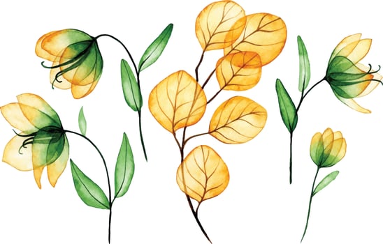 watercolor drawing. set of transparent flowers and leaves. yellow and green flowers and leaves of eucalyptus, x-ray vector