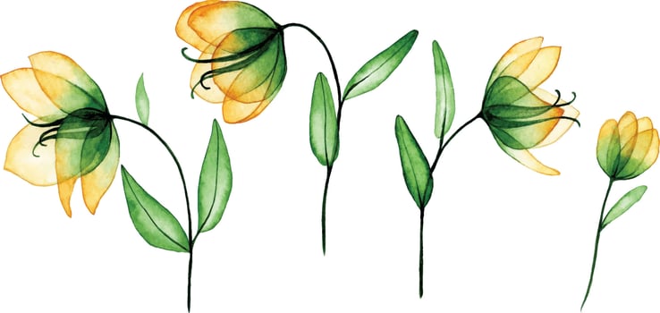 watercolor drawing. set of transparent flowers. yellow and green flowers, x-ray vector