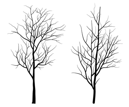Set of Deciduous Bare Tree Silhouette vector