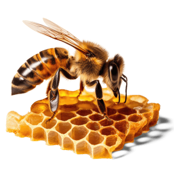 Honey bee in honeycomb on transparent background. bee walking on honey comb, background cutout, png