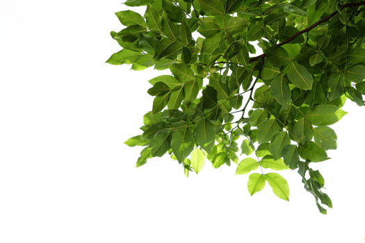 leaves isolated cut background png