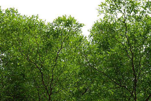 tree branch with green leaves isolated png