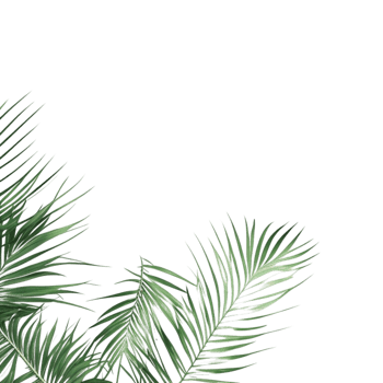 palm leaves background, palm leaves border, green leaves background, green background, green leaves border, green leaf border on transparent background png