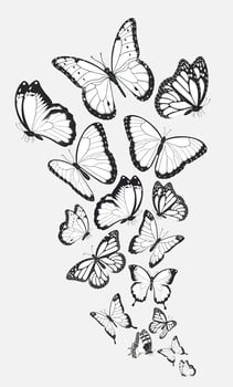 Composition of group black and white butterflies flying in a flock vector