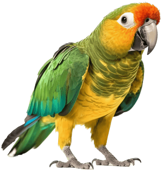 Parrot with . png