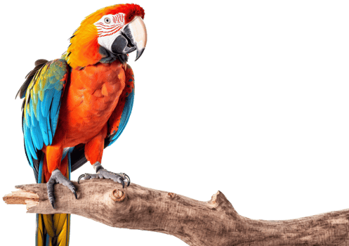Parrot with . png