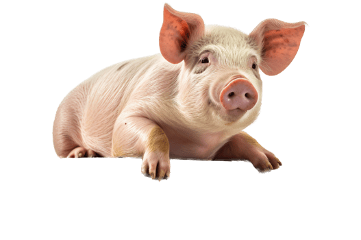 Pig with . png