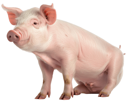 Pig with . png