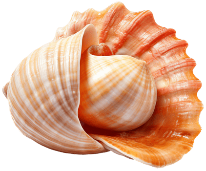 Seashell with . png