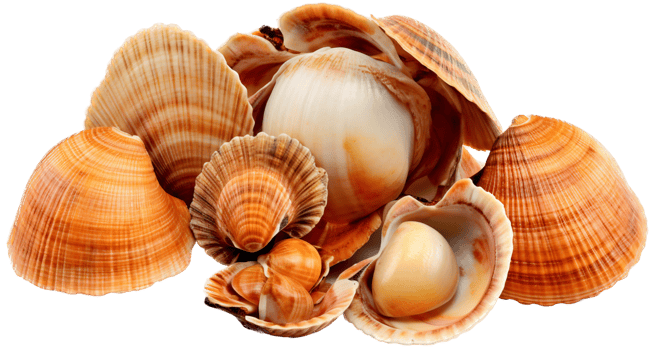 Seashell with . png