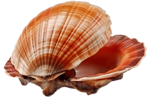 Seashell with . png