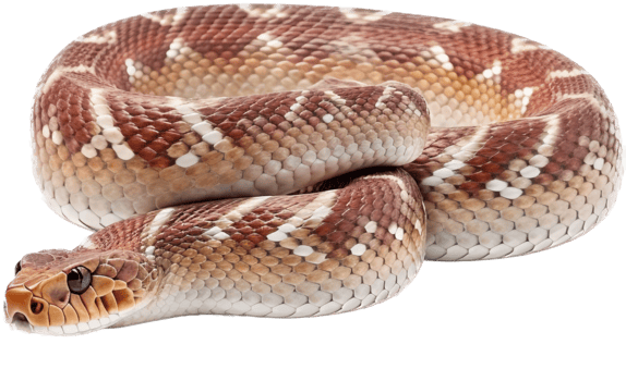 Snake with . png