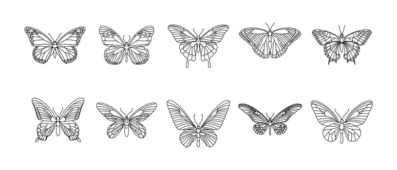 Butterfly Outline Illustration Vector Set
