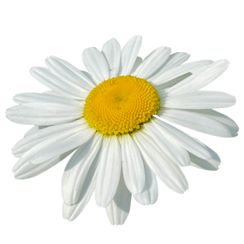 Single Daisy Chamomile on the Grass png