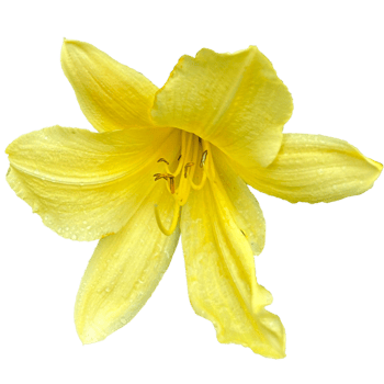 Yellow daylily Plant png