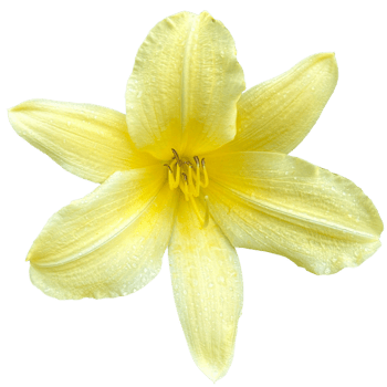 Yellow daylily Plant png