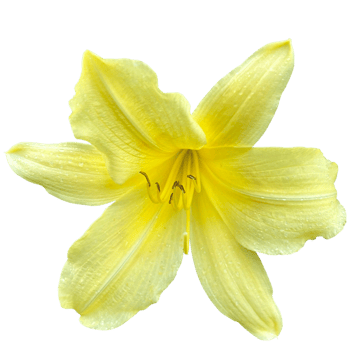 Yellow daylily Plant png