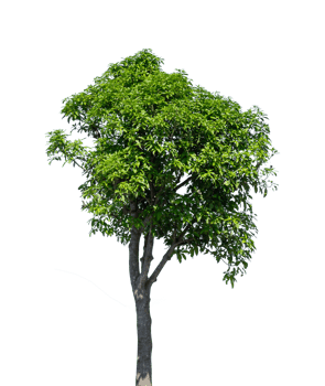 Big tree isolated. Natural plant element png