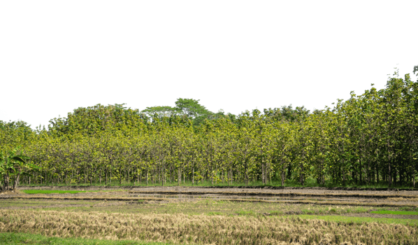 Landscape forest isolated. Outdoor design element png